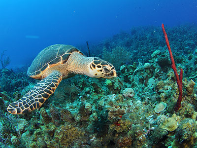 sea turtle