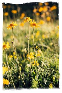 Wild arnica growing in a French field (c) Jung Blut 2016