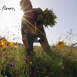 And in Flower - Arnica Harvesting