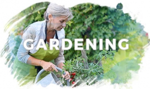 Gardening - mature woman watering tomato plants