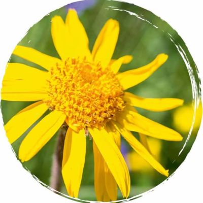 2021-Website-Arnicare-LifestyleImages-ArnicaFlower