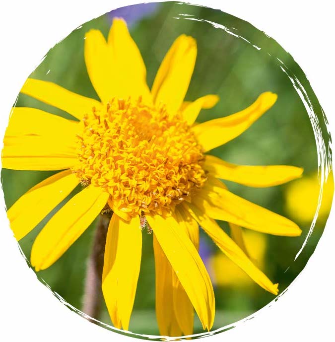 2021-Website-Arnicare-LifestyleImages-ArnicaFlower